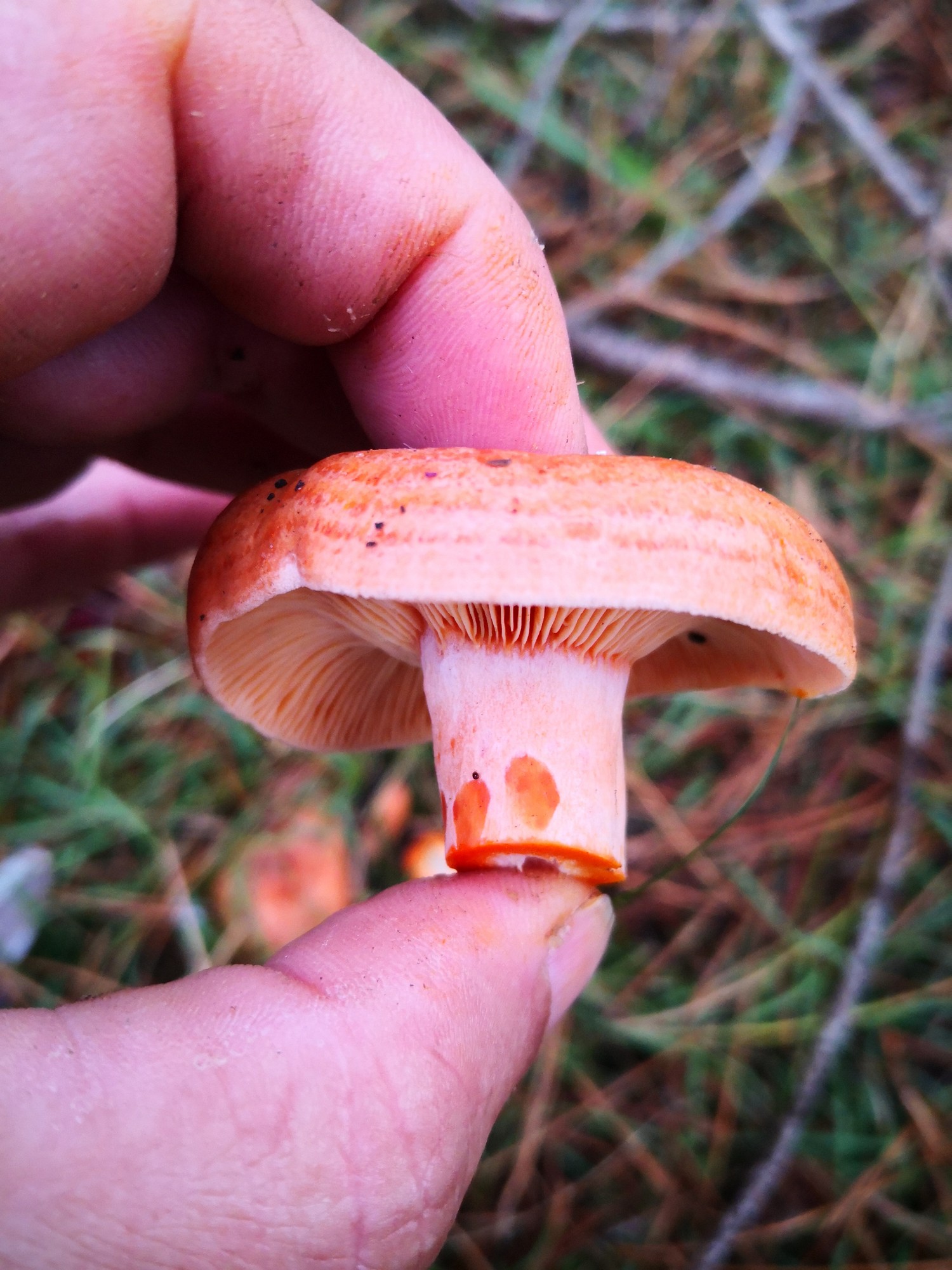 Chroogomphus rutilus, Copper Spike mushroom identification